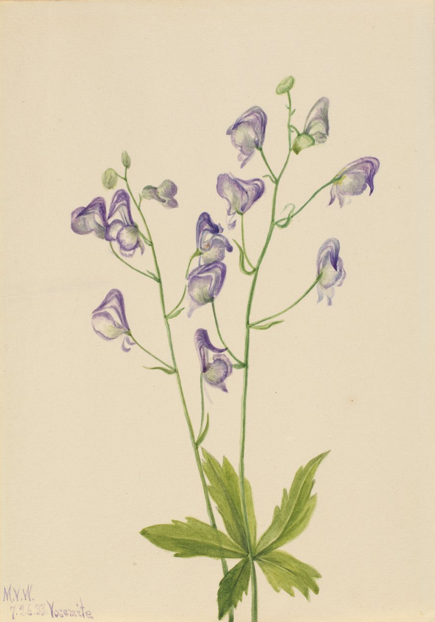 Západní mnišství Aconitum columbianum, 1933 od Mary Vaux Walcott