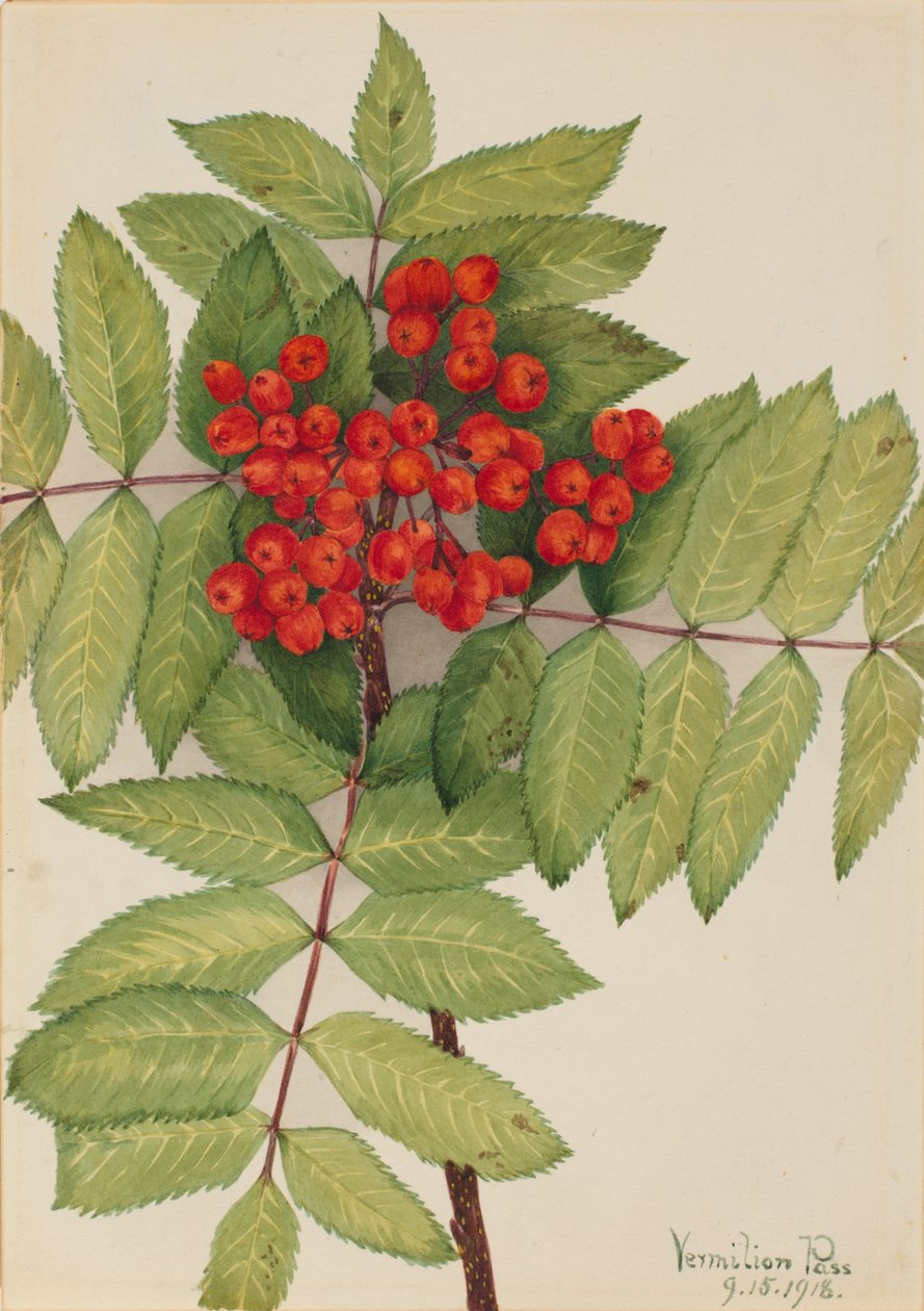 Jasan západní horský Sorbus sambucifolia, 1918. od Mary Vaux Walcott