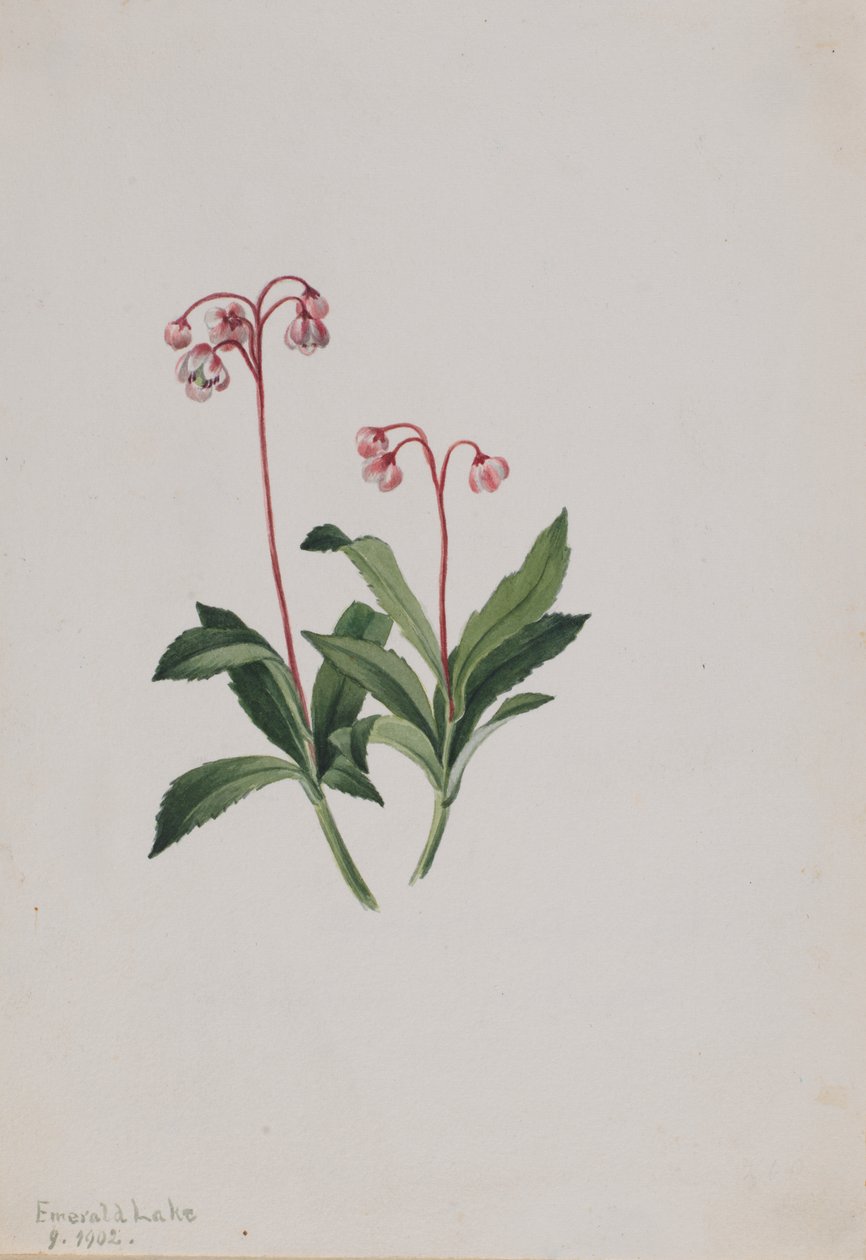 Pipsisseva západní (Chimaphila umbellata) od Mary Vaux Walcott