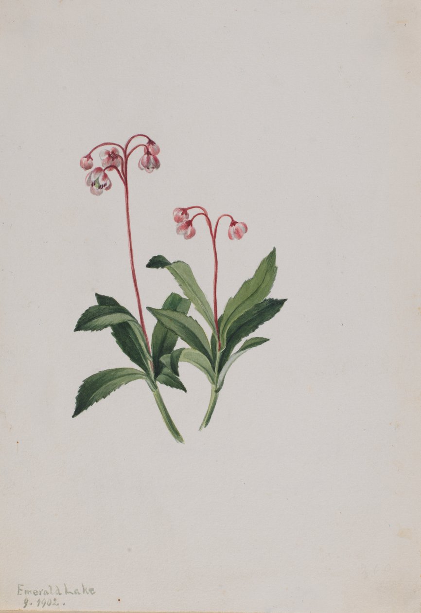 Západní pipsissewa Chimaphila umbellata, 1902. od Mary Vaux Walcott
