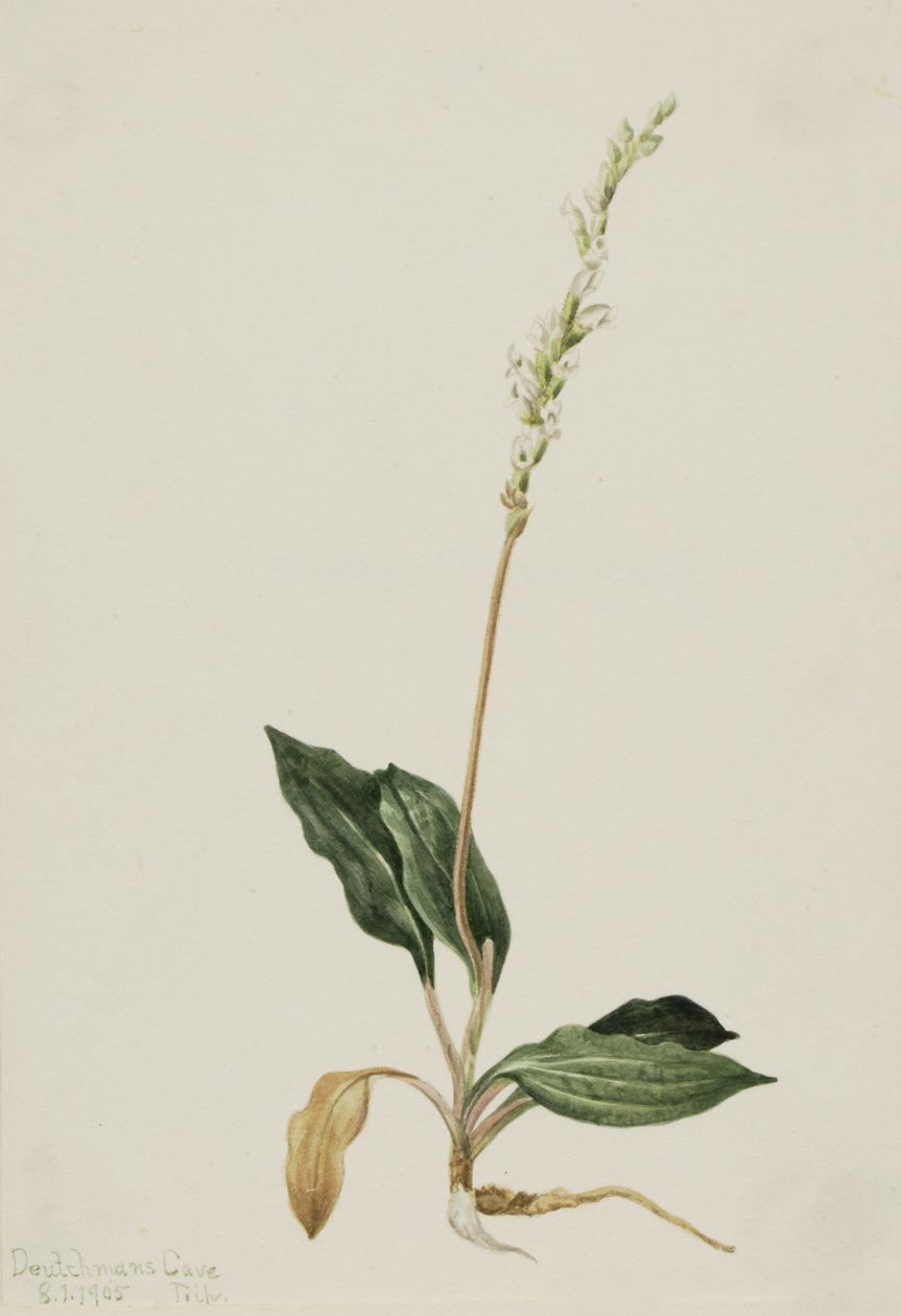 Chřestýš západní Jitrocel Peranium decipiens, 1905. od Mary Vaux Walcott