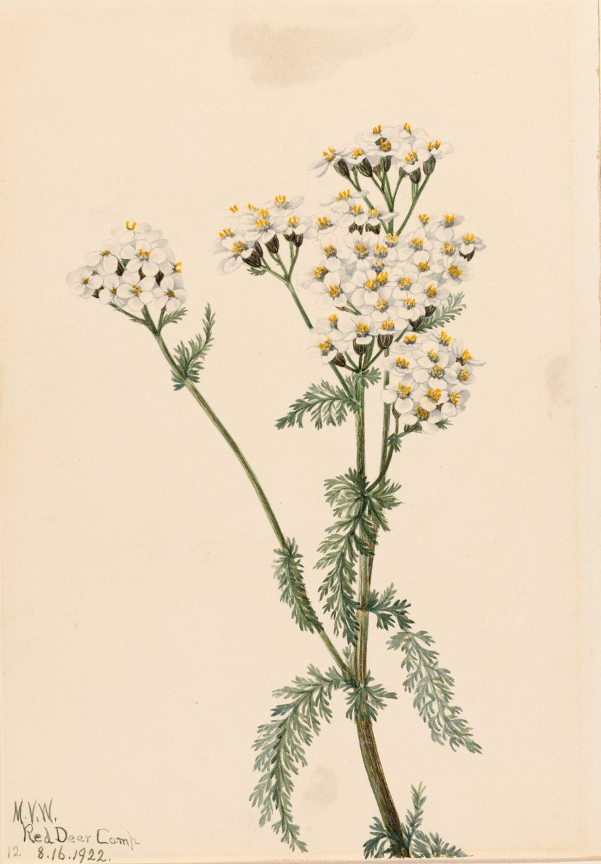 Řebříček západní (Achillea lanulosa) od Mary Vaux Walcott