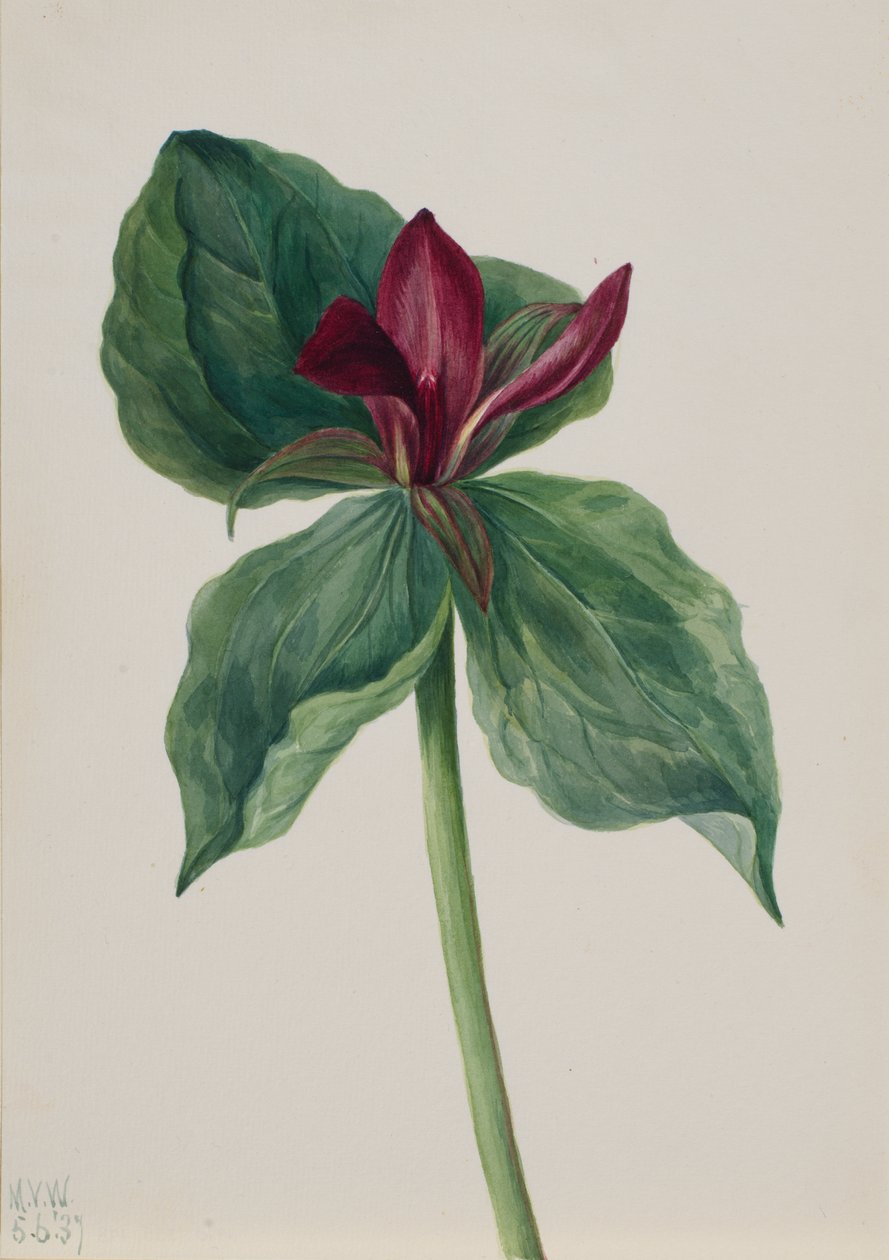 Whippoorwill Flower Trillium H., 1937. od Mary Vaux Walcott