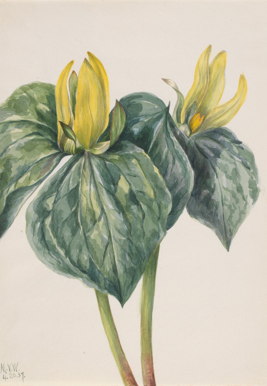 Květ Whippoorwill Trillium hugeri, 1937. od Mary Vaux Walcott