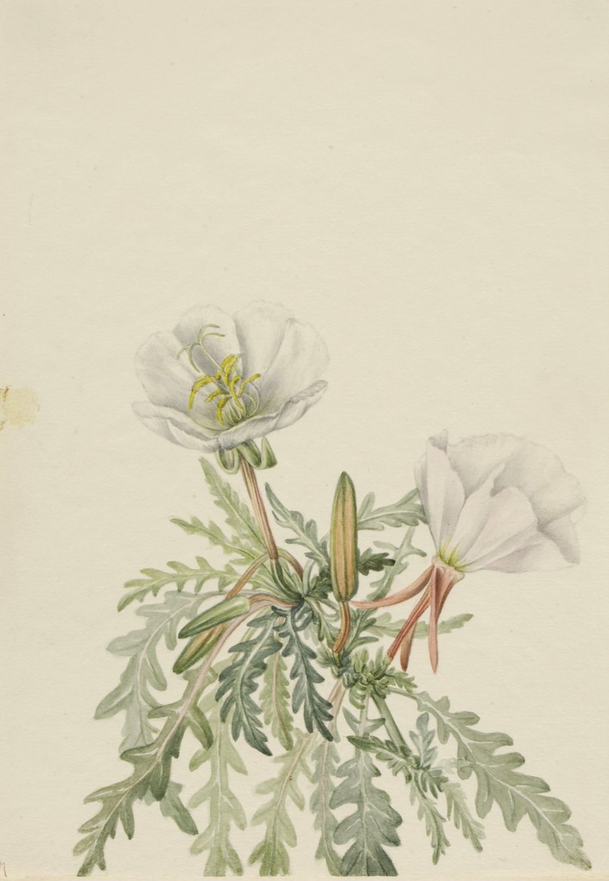 Jitřenka bílá (Pachyloplus marginatus) od Mary Vaux Walcott