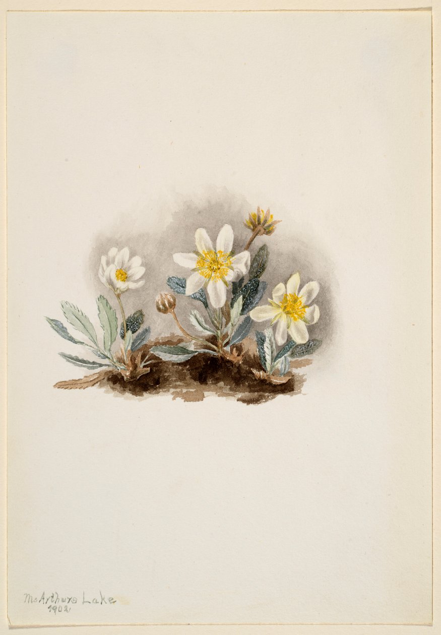 Dryáda bílá (Dryas octopetala) od Mary Vaux Walcott