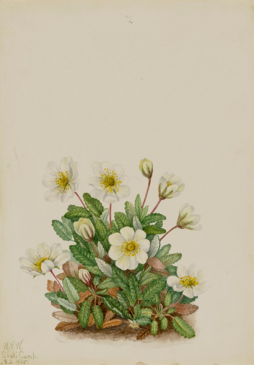 White Dryad Dryas octopetala, 1925. od Mary Vaux Walcott