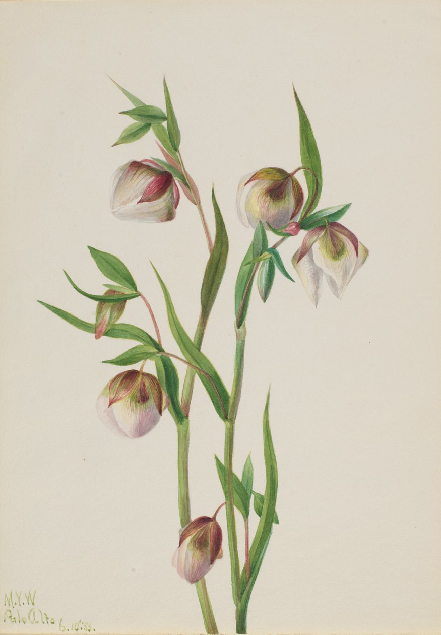 Lucerna bílé víly Calochortus albus, 1933. od Mary Vaux Walcott