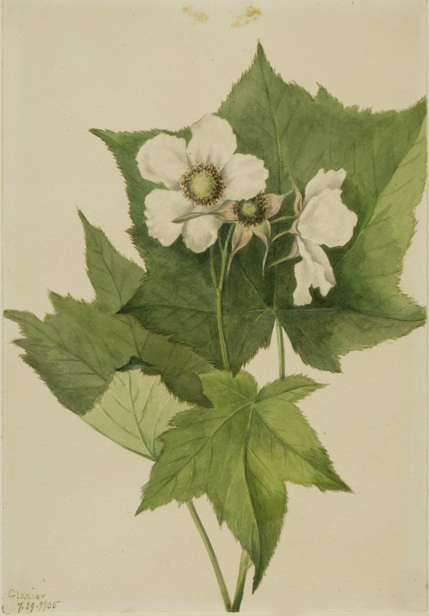 Bíle kvetoucí malina (Rubus parviflorus) od Mary Vaux Walcott
