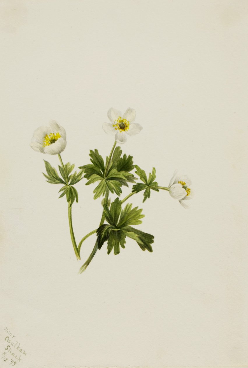 Bílý světlík Trollius albiflorus, 1899. od Mary Vaux Walcott