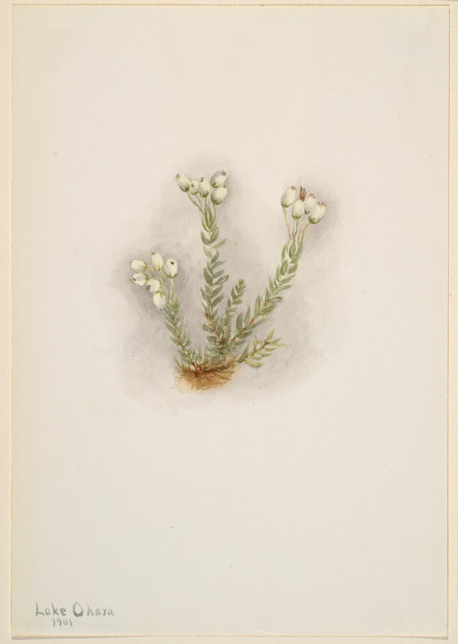 Vřes bílý (Phyllodoce grandiflora) od Mary Vaux Walcott