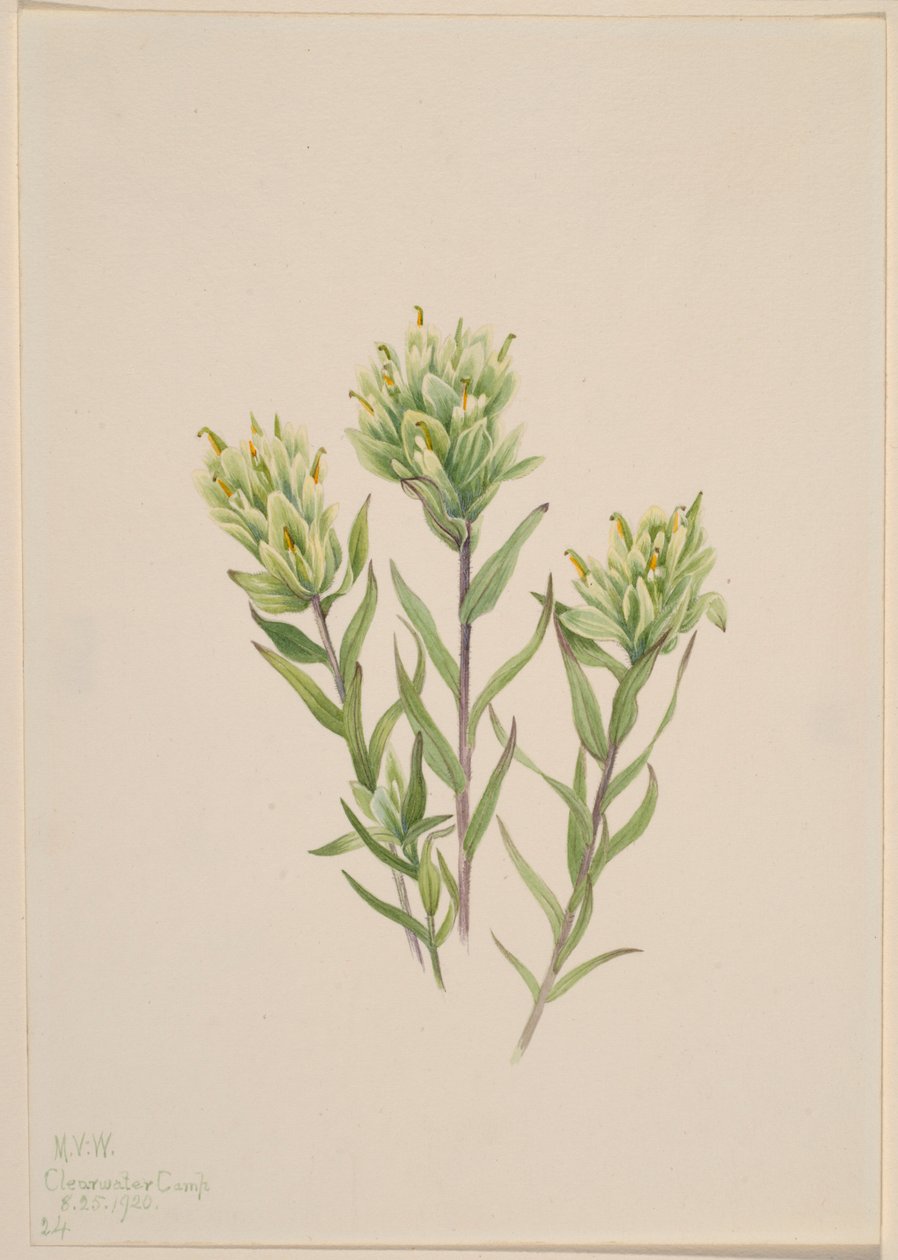 Indiánský štětec bílý (Castilleja occidentalis) od Mary Vaux Walcott