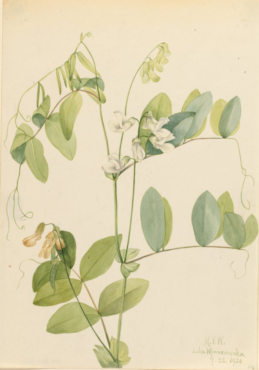 Hrách bílý (Lathyrus ochroleucus) od Mary Vaux Walcott