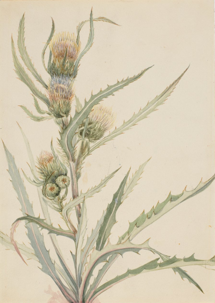 Bílý bodlák (Cirsium hookeranum) od Mary Vaux Walcott