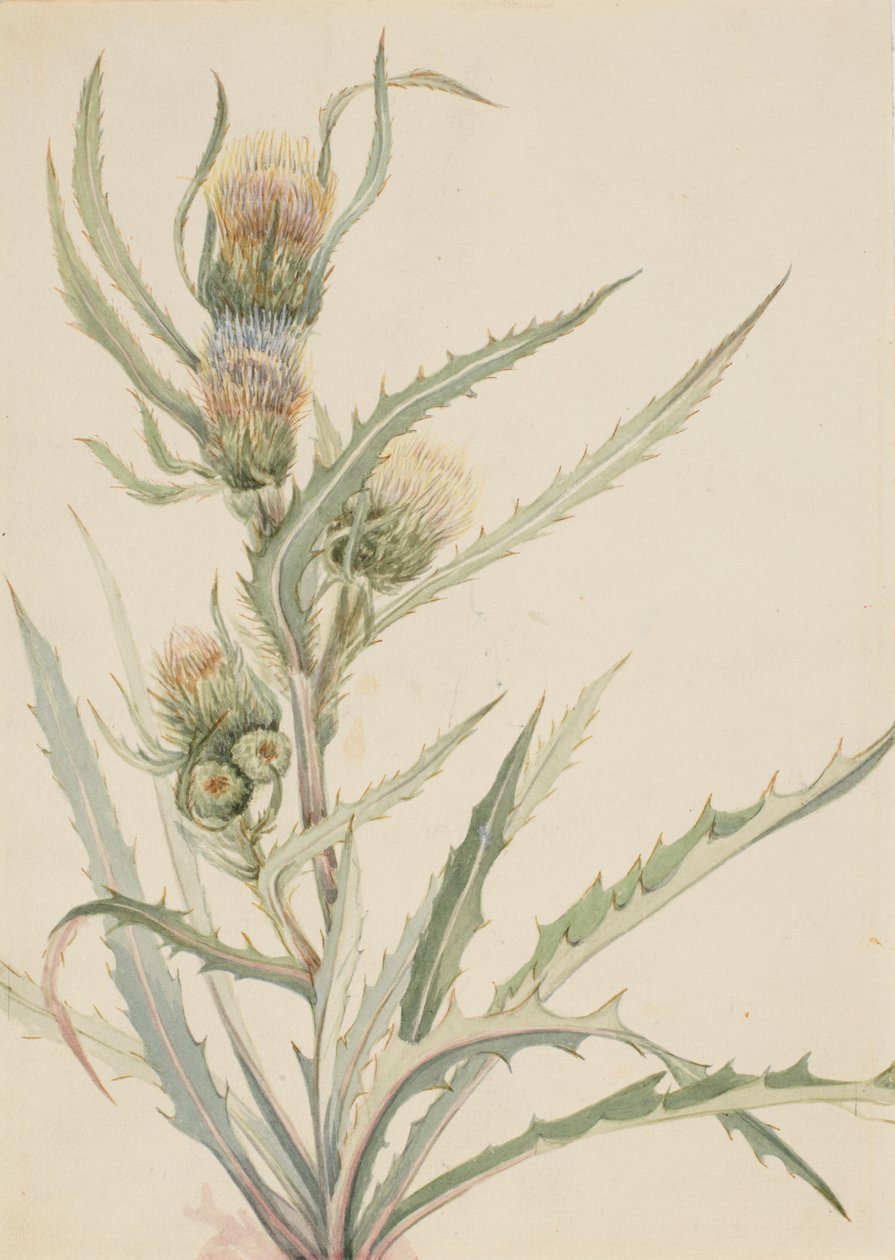 Ostropestřec bílý Cirsium hookeranum, n.d. od Mary Vaux Walcott