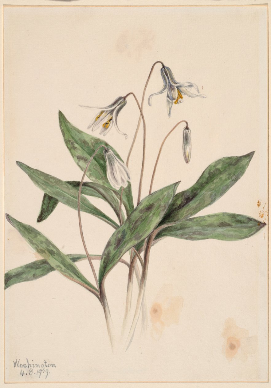 Pstružík bílý (Erythronium albidum) od Mary Vaux Walcott
