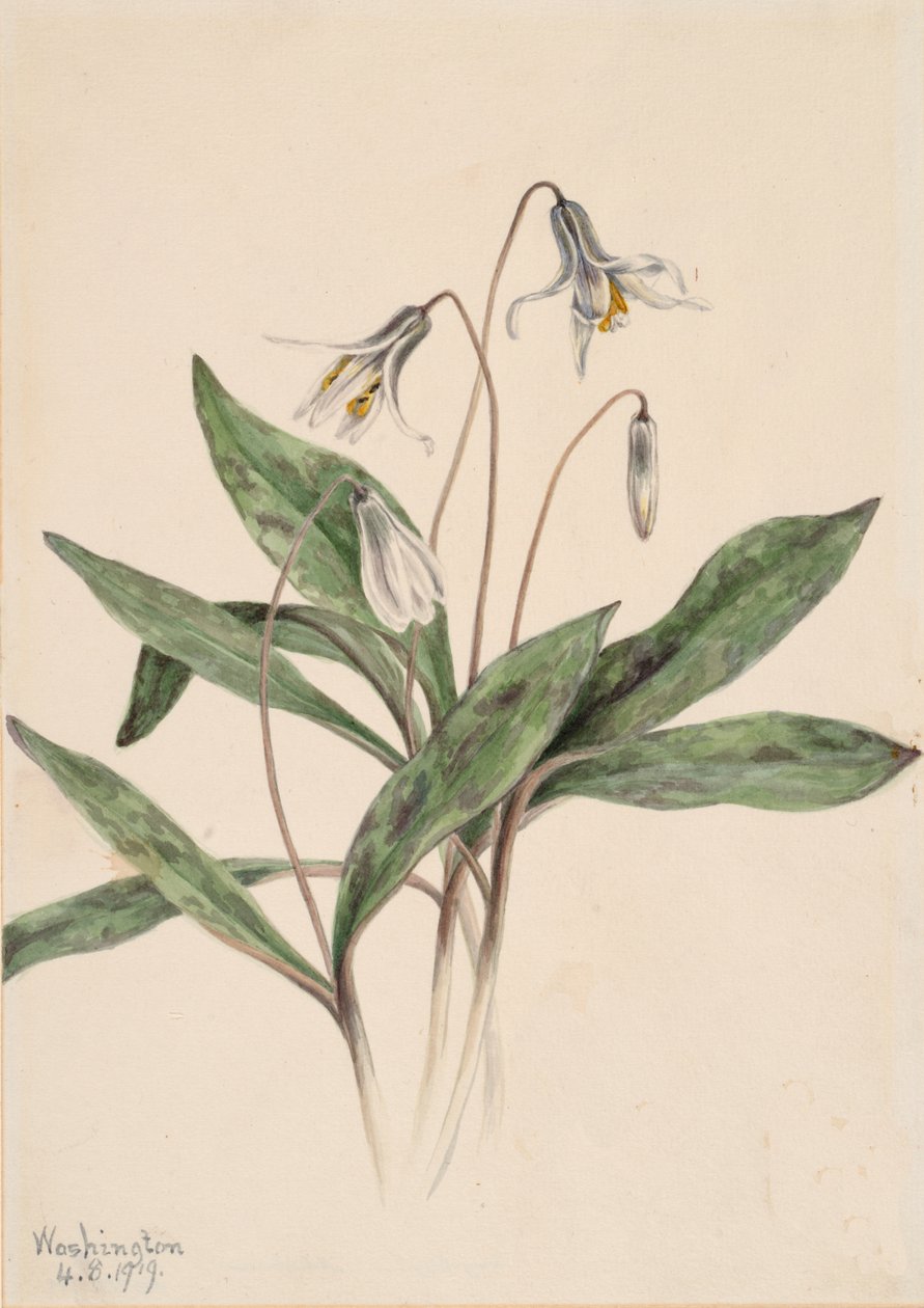 Pstruh bílý Erythronium albidum, 1919. od Mary Vaux Walcott