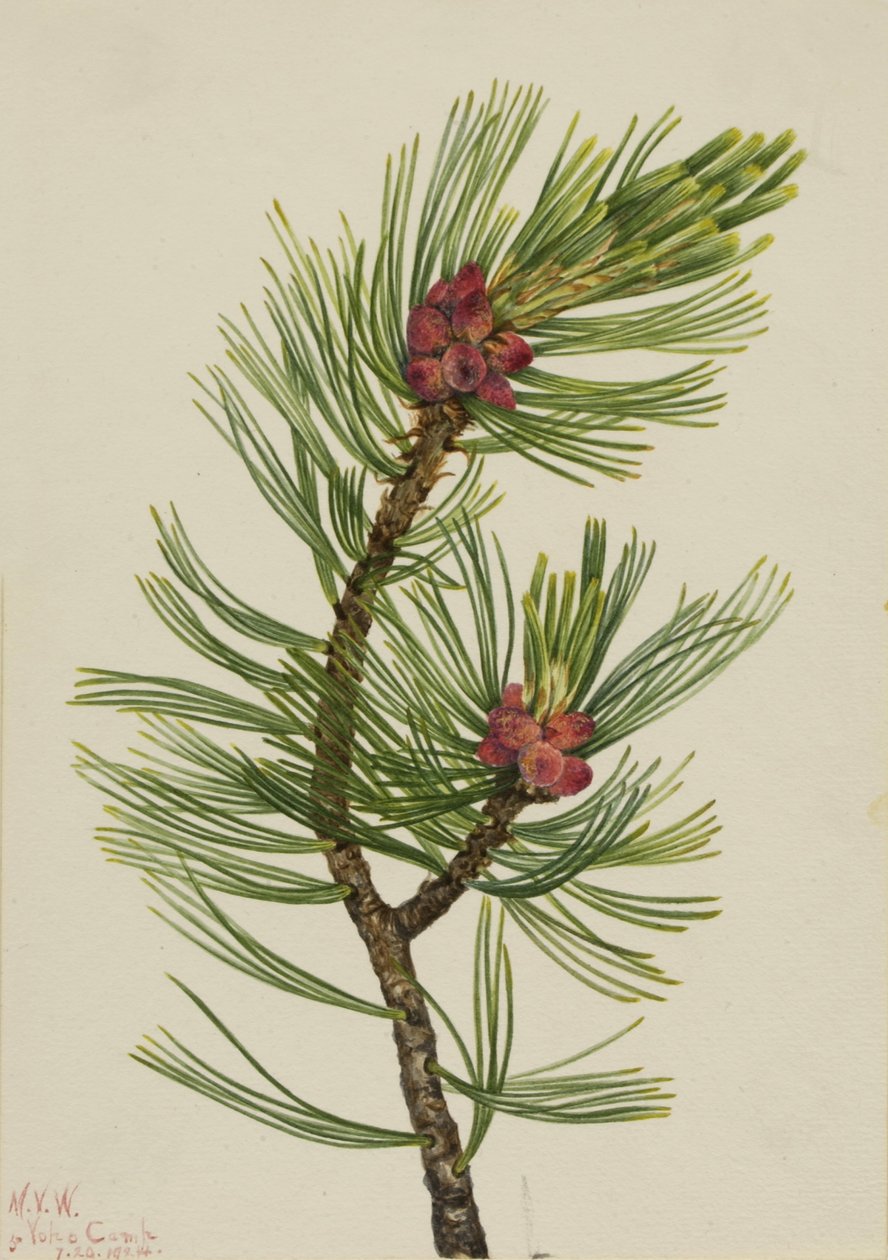 Borovice bělokorá (Pinus albicaulis) od Mary Vaux Walcott