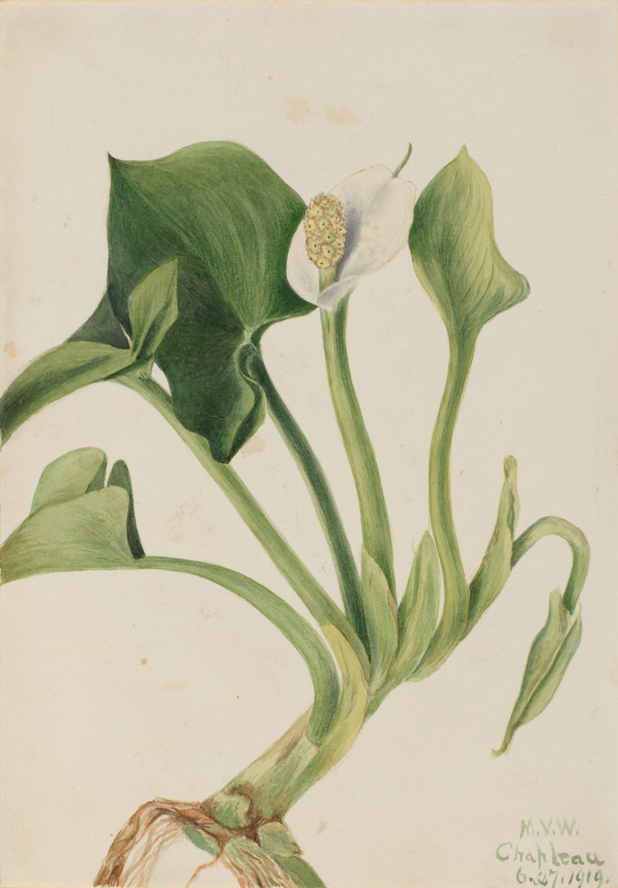 Kalla bahenní (Calla palustris) od Mary Vaux Walcott