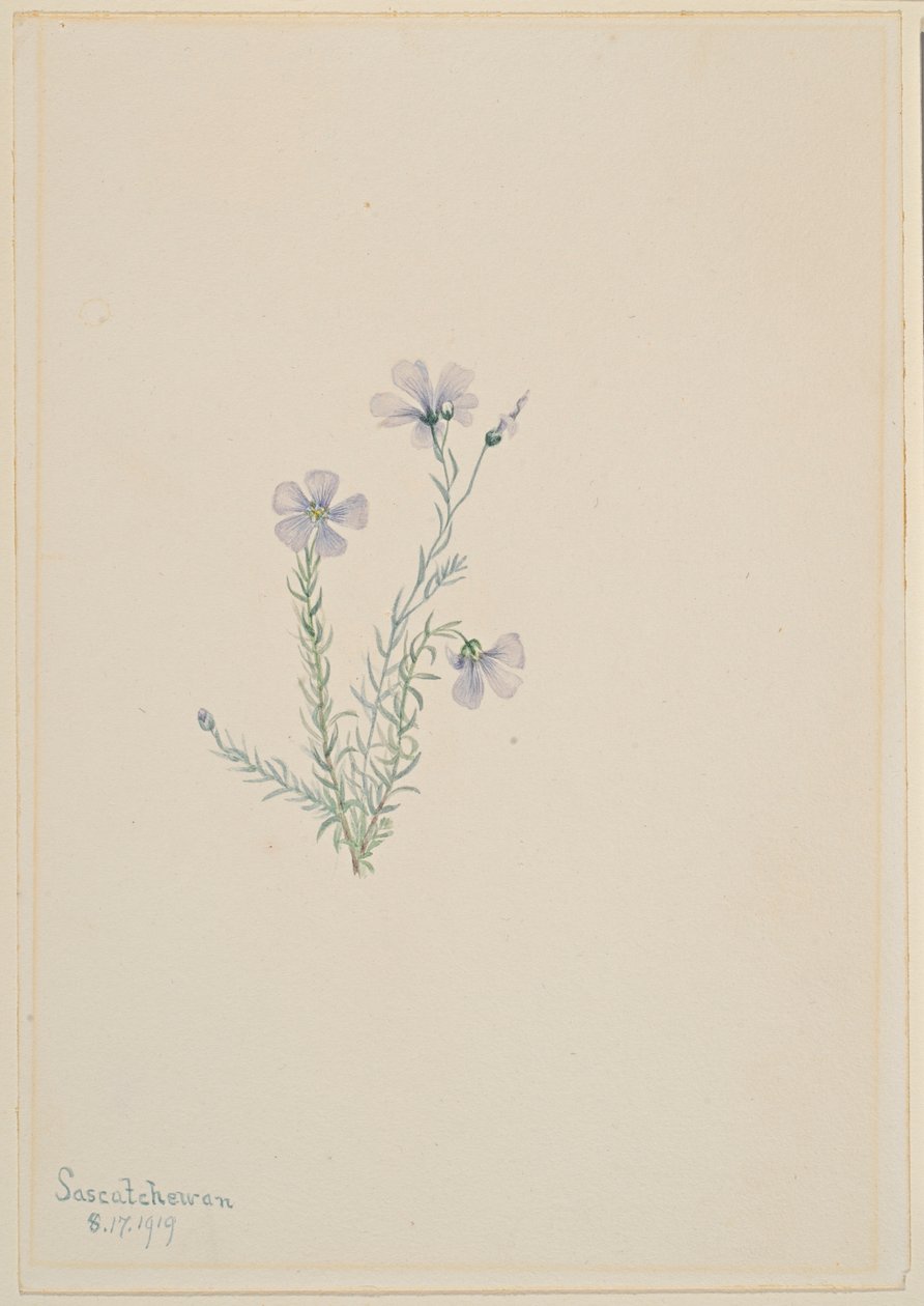 Len divoký (Linum lewisii) od Mary Vaux Walcott