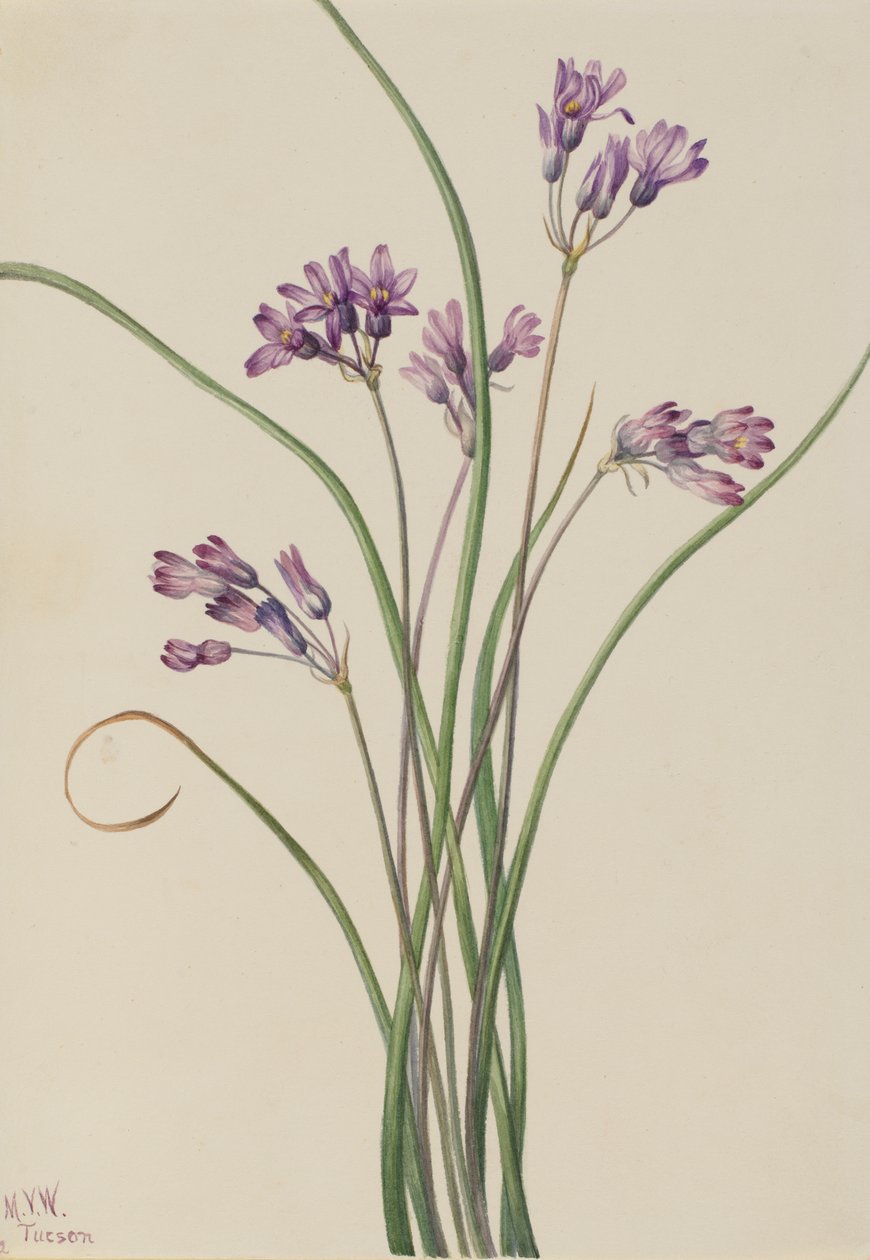 Divoký hyacint Brodiaea pulchella, 1927 od Mary Vaux Walcott