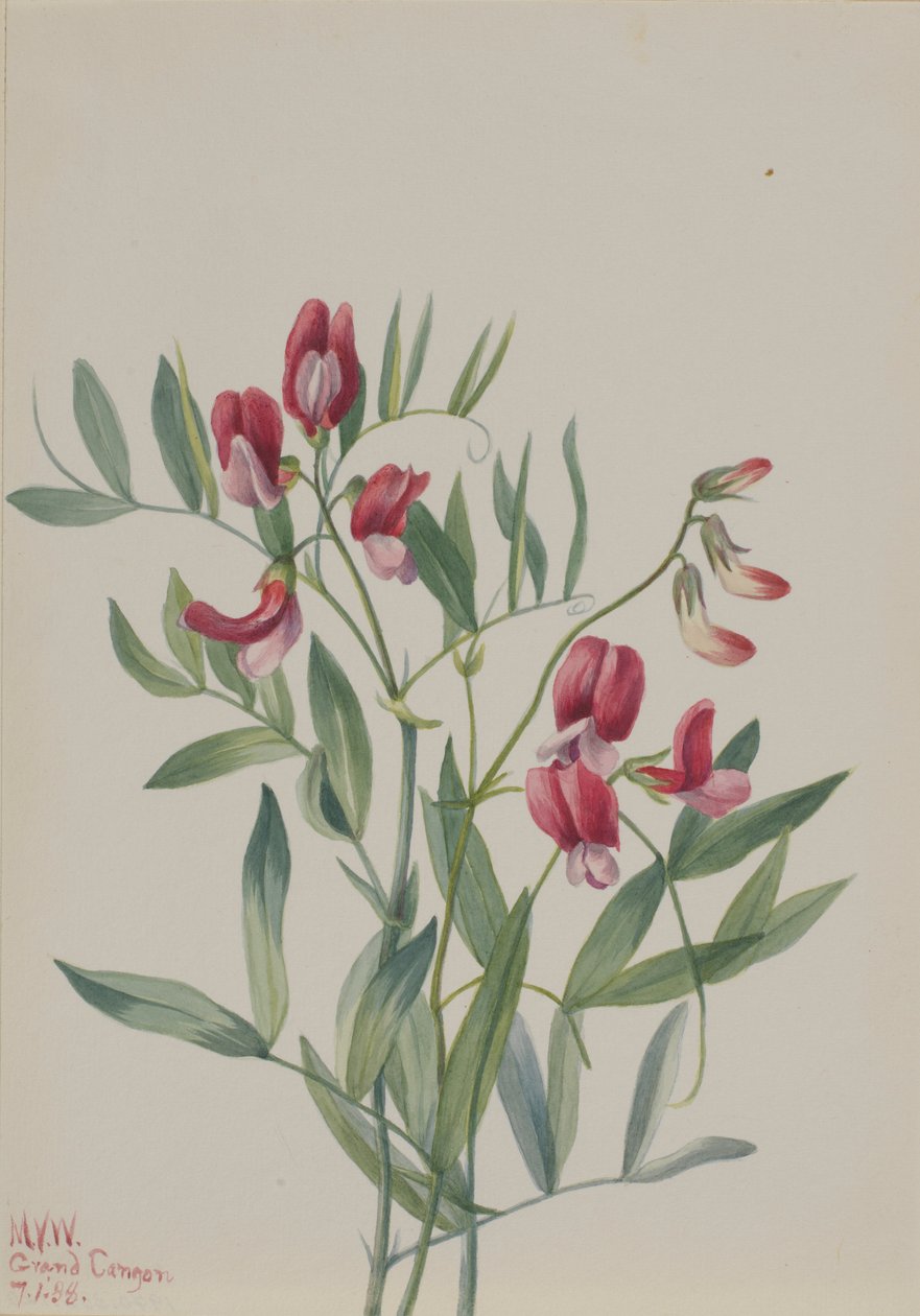 Divoký hrách (Lathyrus decaphyllus) od Mary Vaux Walcott