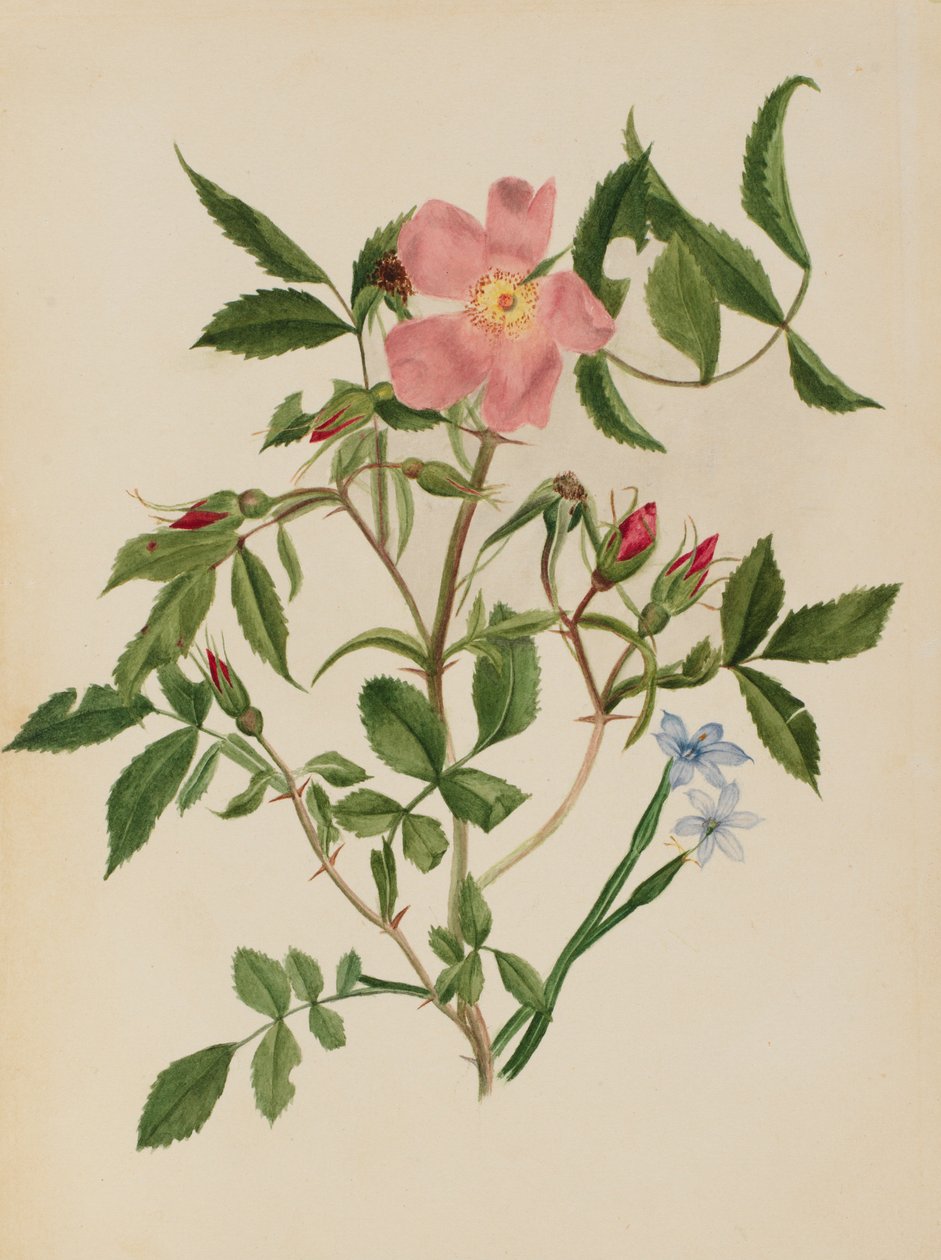 Divoká růže a modrooká tráva (Rosa species a Sisyrinchium species) od Mary Vaux Walcott