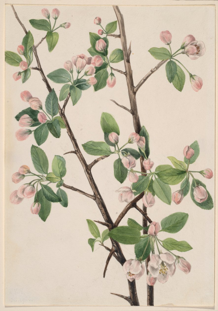 Divoký sladký krab (Malus coronaria) od Mary Vaux Walcott