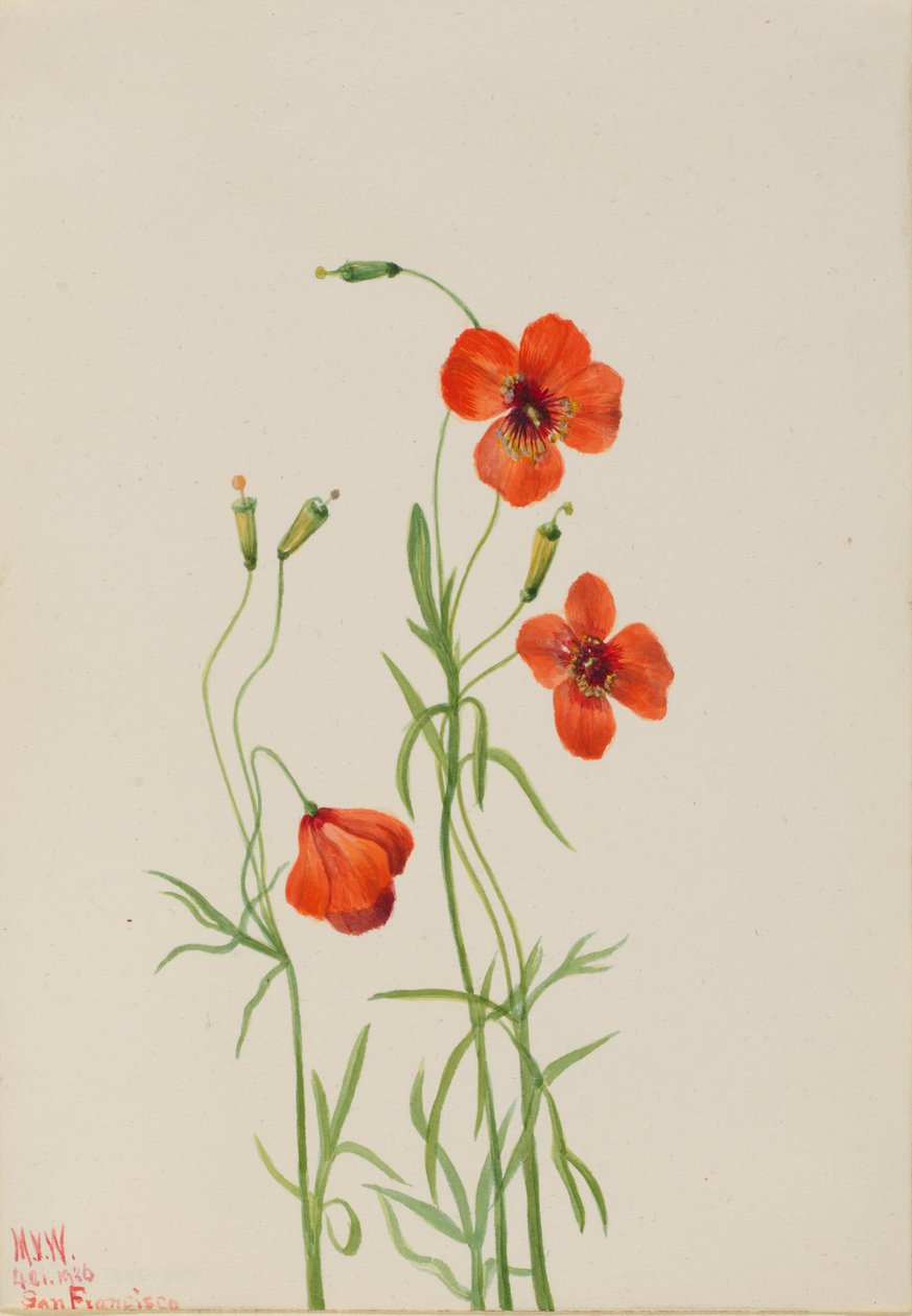 Větrný mák (Stylomecon heterophylla) od Mary Vaux Walcott