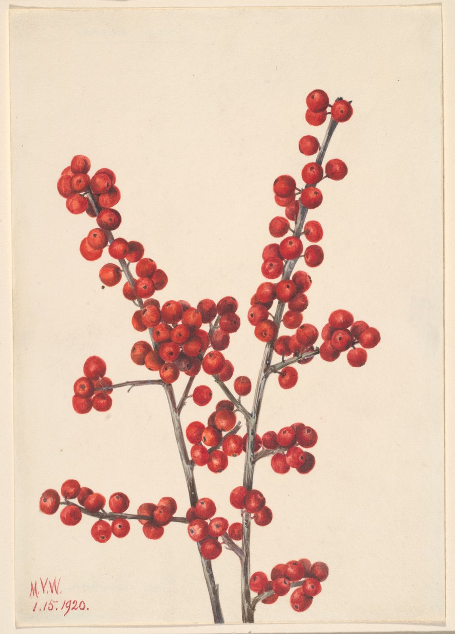 Zimostráz (Ilex verticillata) od Mary Vaux Walcott