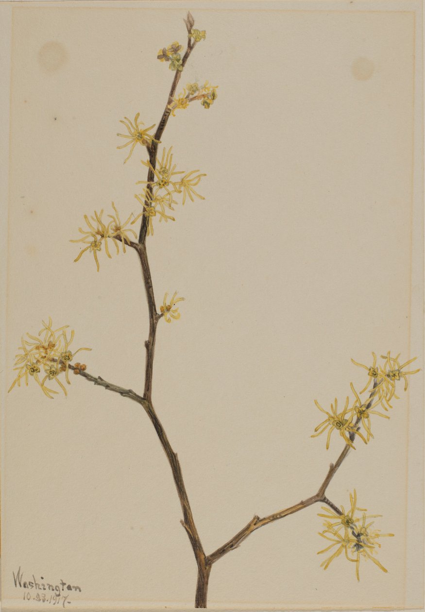Vilín viržinský (Hamamelis virginiana) od Mary Vaux Walcott