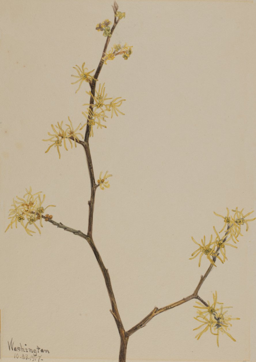 Witch-Hazel Hamamelis virginiana, 1917. od Mary Vaux Walcott