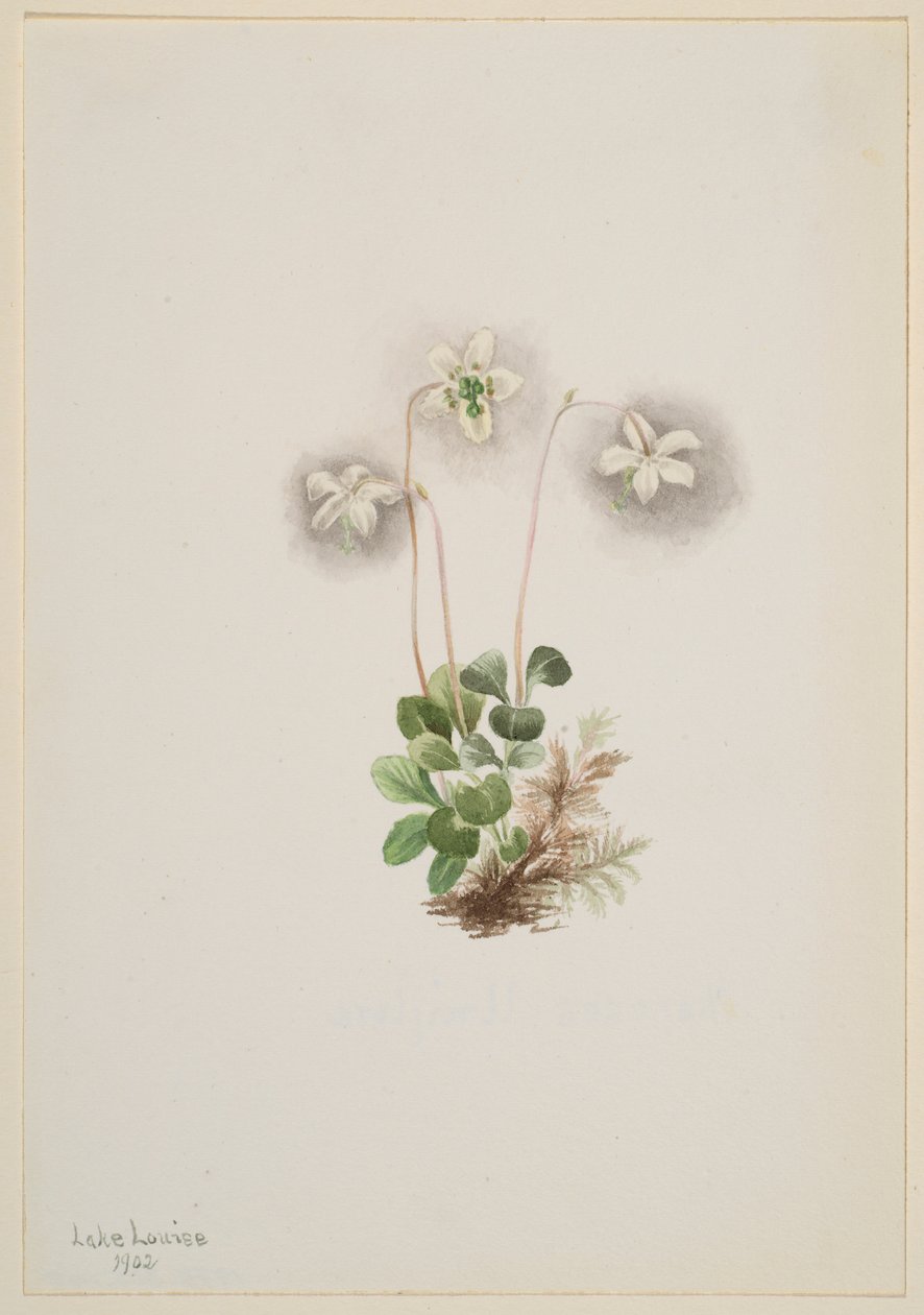 Wood-Nymph (Moneses uniflora) od Mary Vaux Walcott