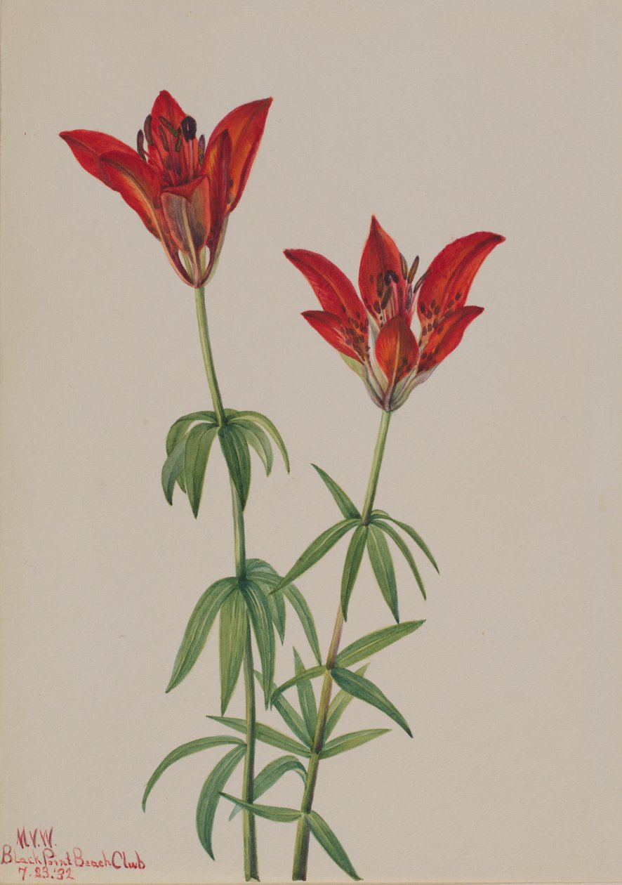 Lilie lesní (Lilium philadelphicum) od Mary Vaux Walcott