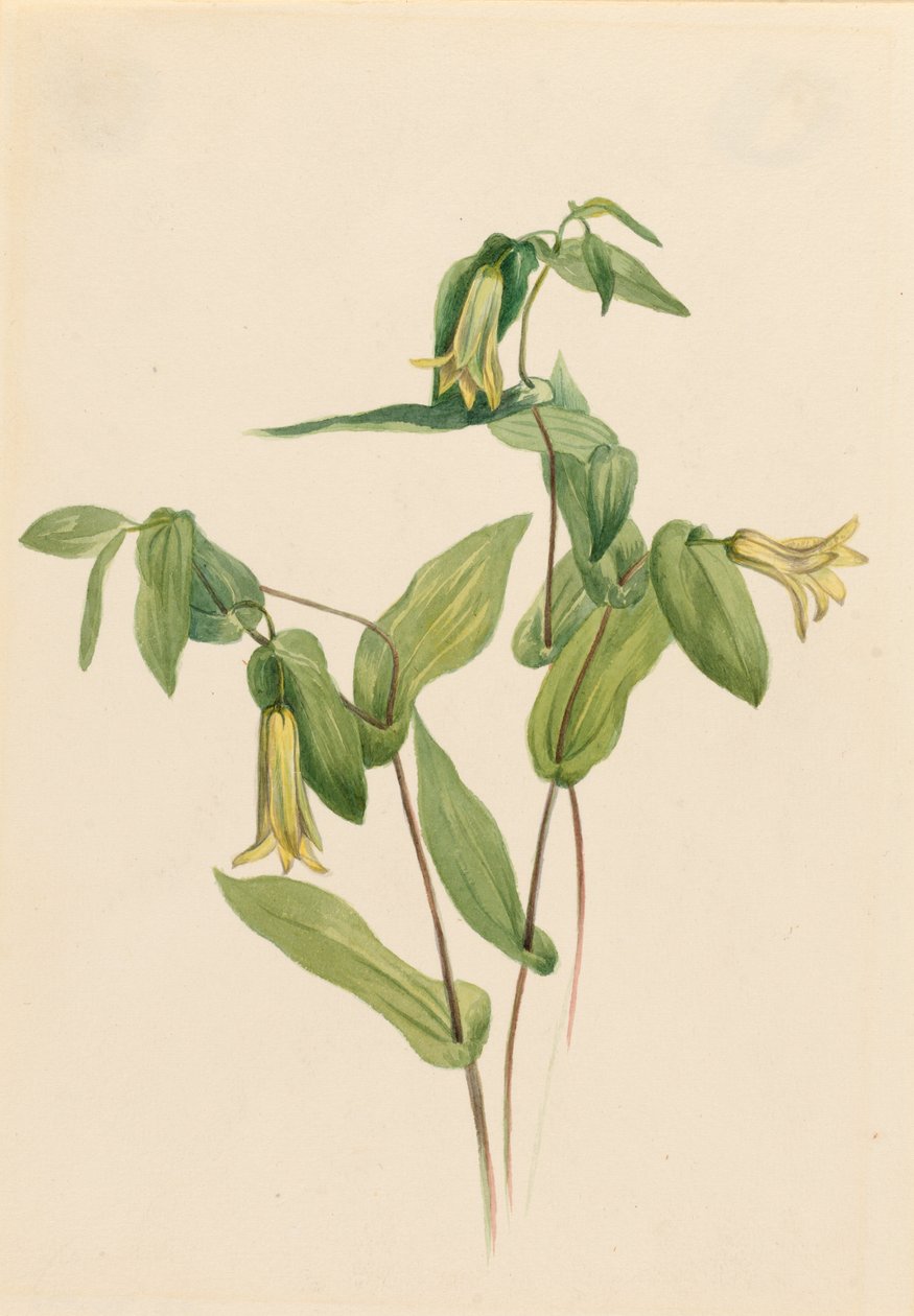 Zvonek lesní (Uvularia perfoliata) od Mary Vaux Walcott