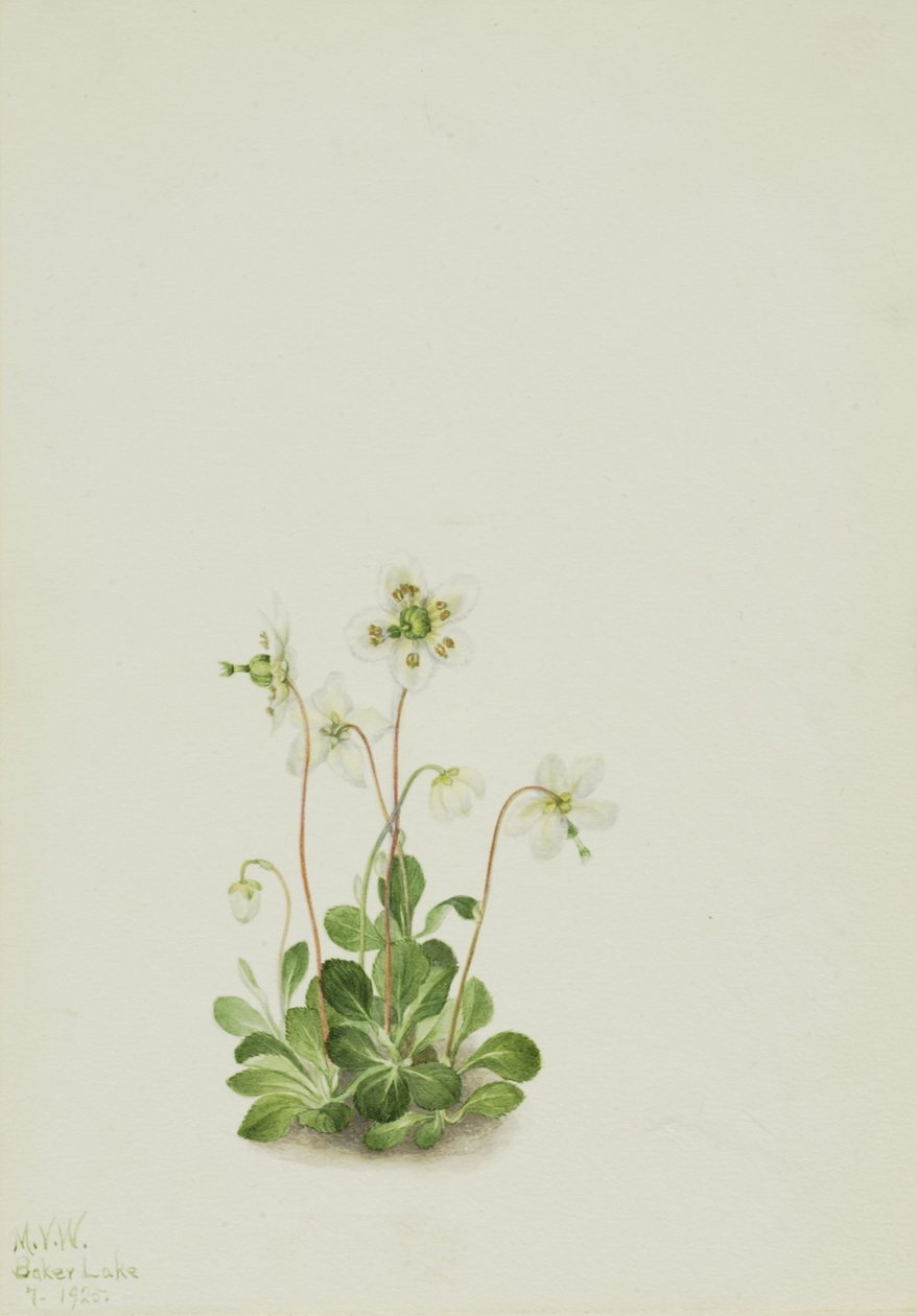Nymfa lesní (Moneses uniflora) od Mary Vaux Walcott