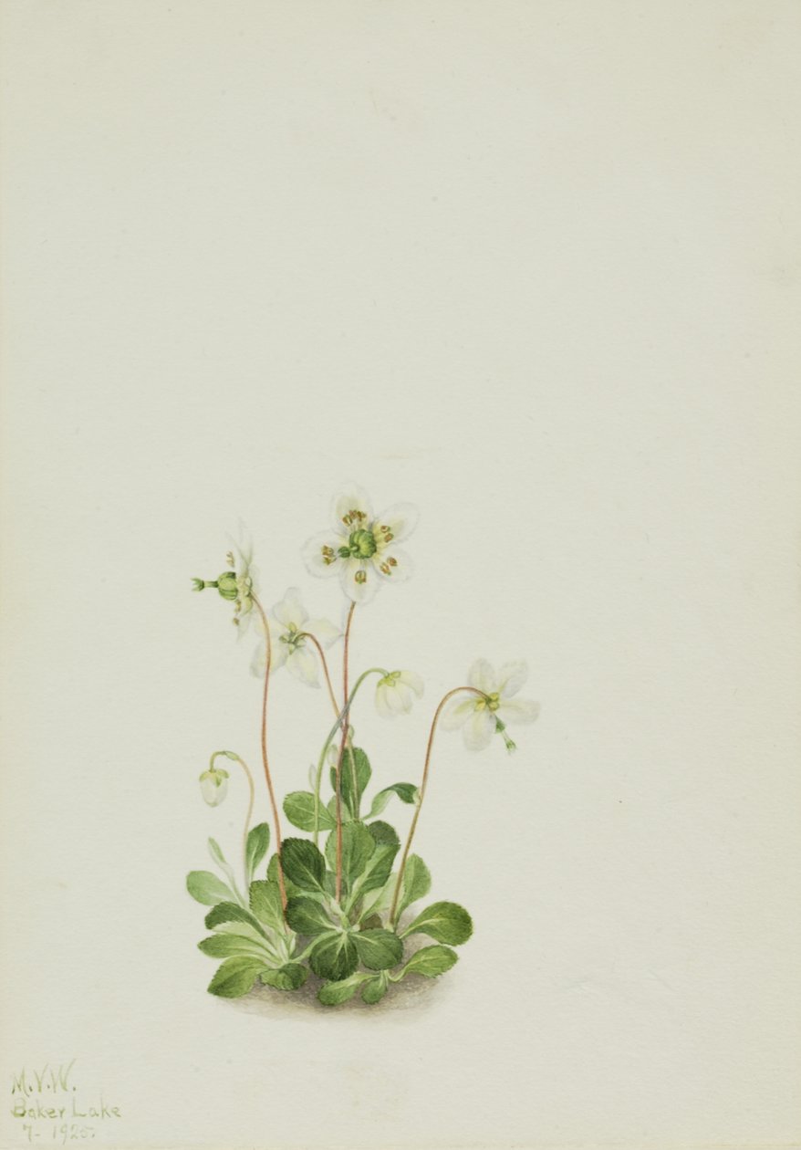 Wood Nymph Moneses uniflora, 1925. od Mary Vaux Walcott