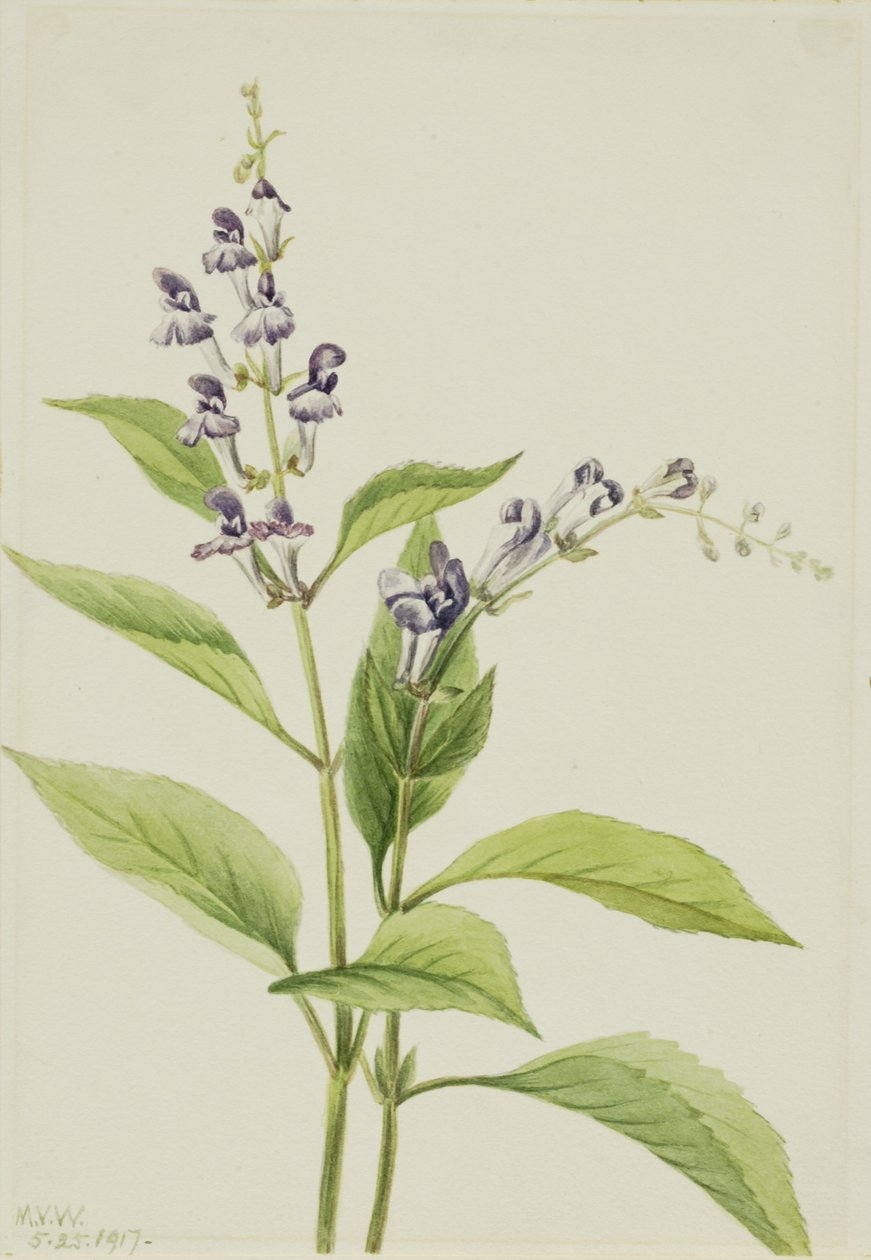 Lebka lesní (Scutellaria serrata) od Mary Vaux Walcott