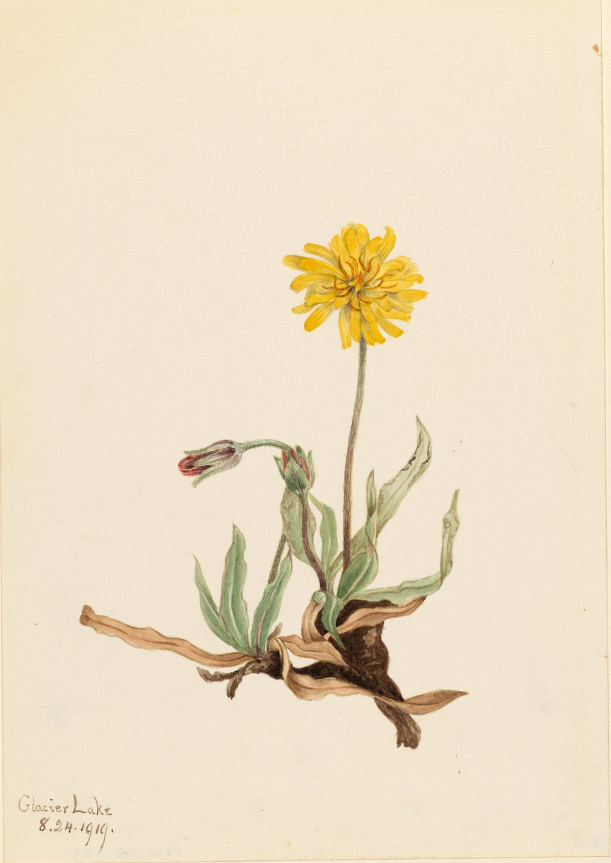 Agoseris villosa (Agoseris villosa) od Mary Vaux Walcott