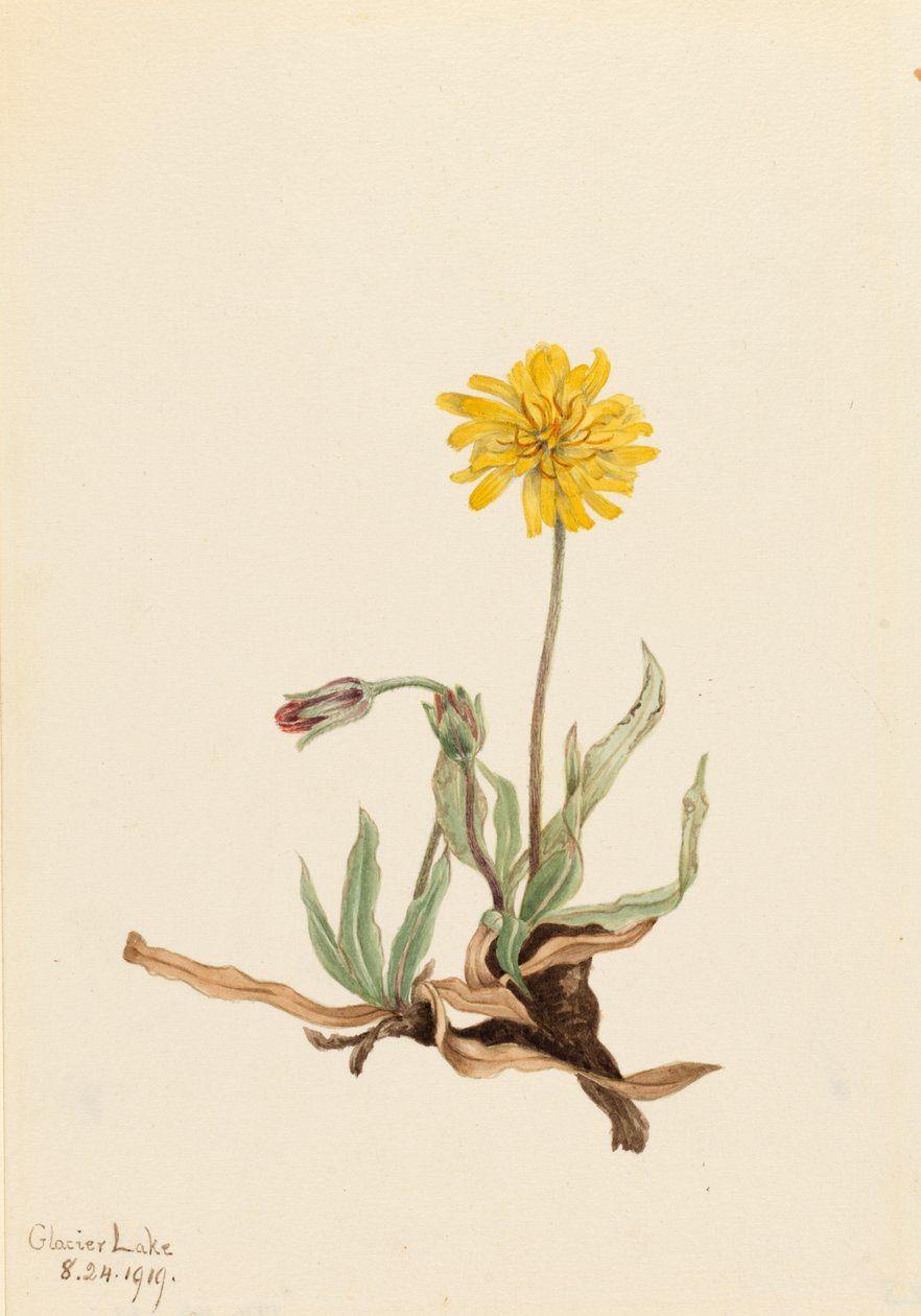 Agoseris Agoseris villosa Woolly, 1919 od Mary Vaux Walcott