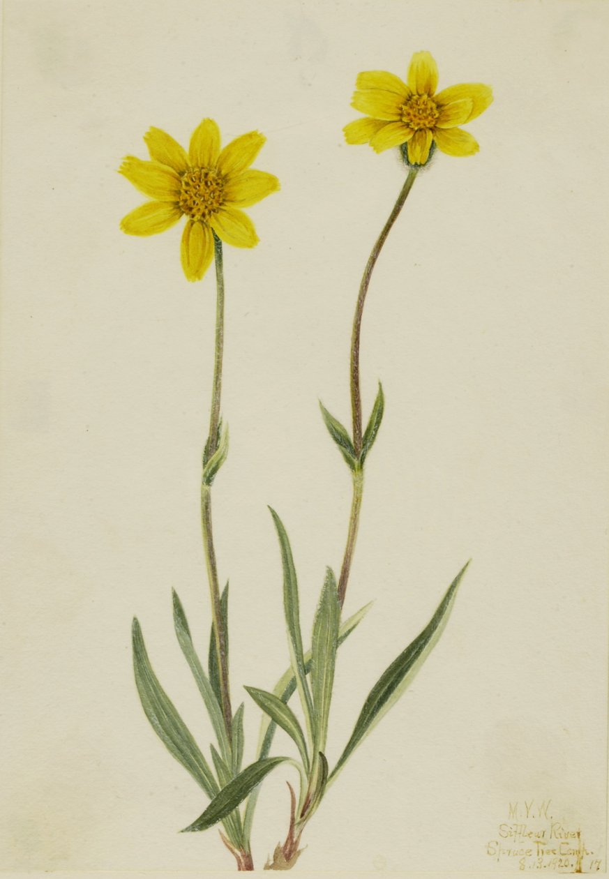 Arnika vlnatá (Arnica tomentosa) od Mary Vaux Walcott