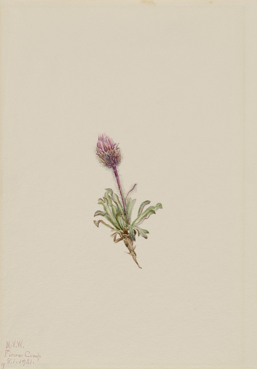 Vlnatka pestrá (Erigeron lanatus) od Mary Vaux Walcott