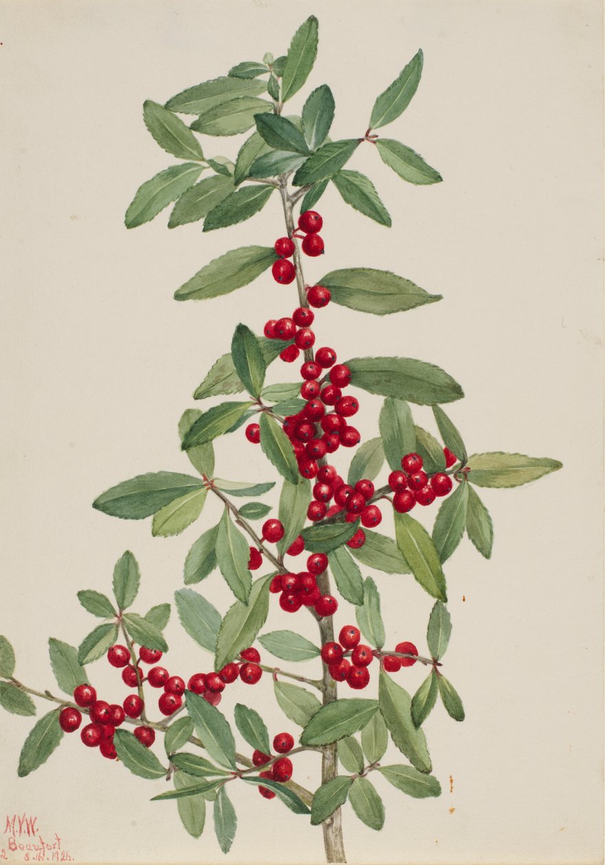 Jaupon (Ilex vomitoria) od Mary Vaux Walcott