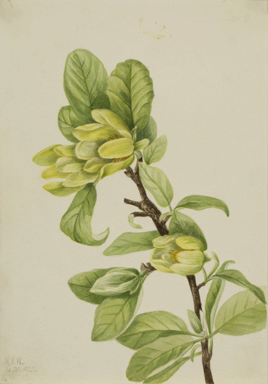 Okurkovník žlutý (Magnolia cordata) od Mary Vaux Walcott