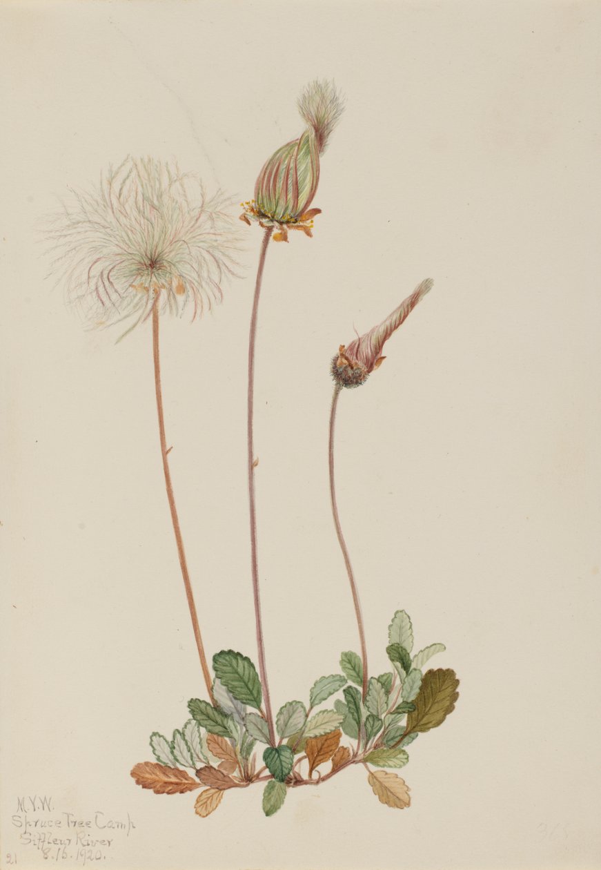 Žluté ovoce Dryad Dryas drummondii, 1920. od Mary Vaux Walcott