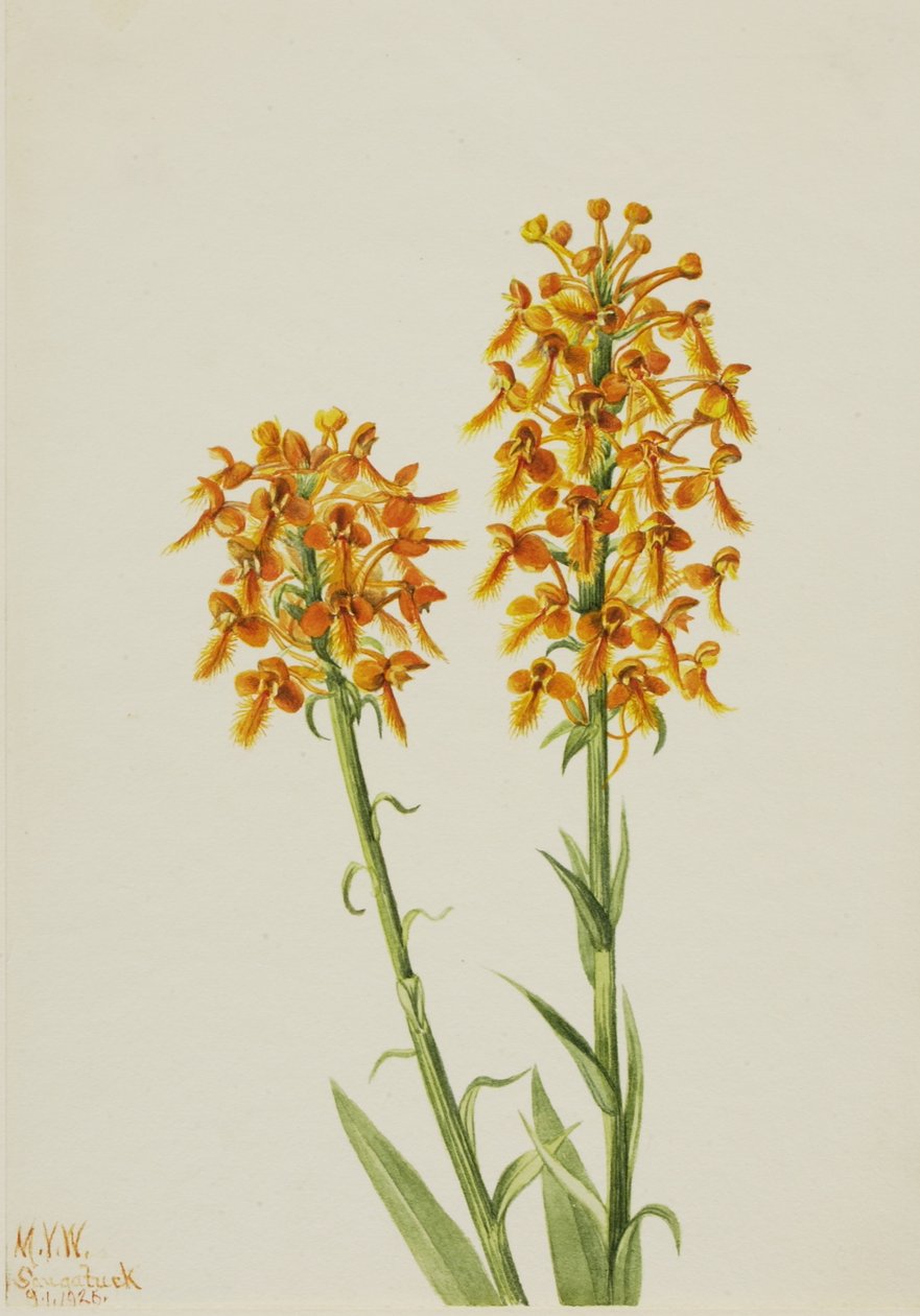 Orchidej žlutý třásněnkový (Habenaria ciliaris) od Mary Vaux Walcott