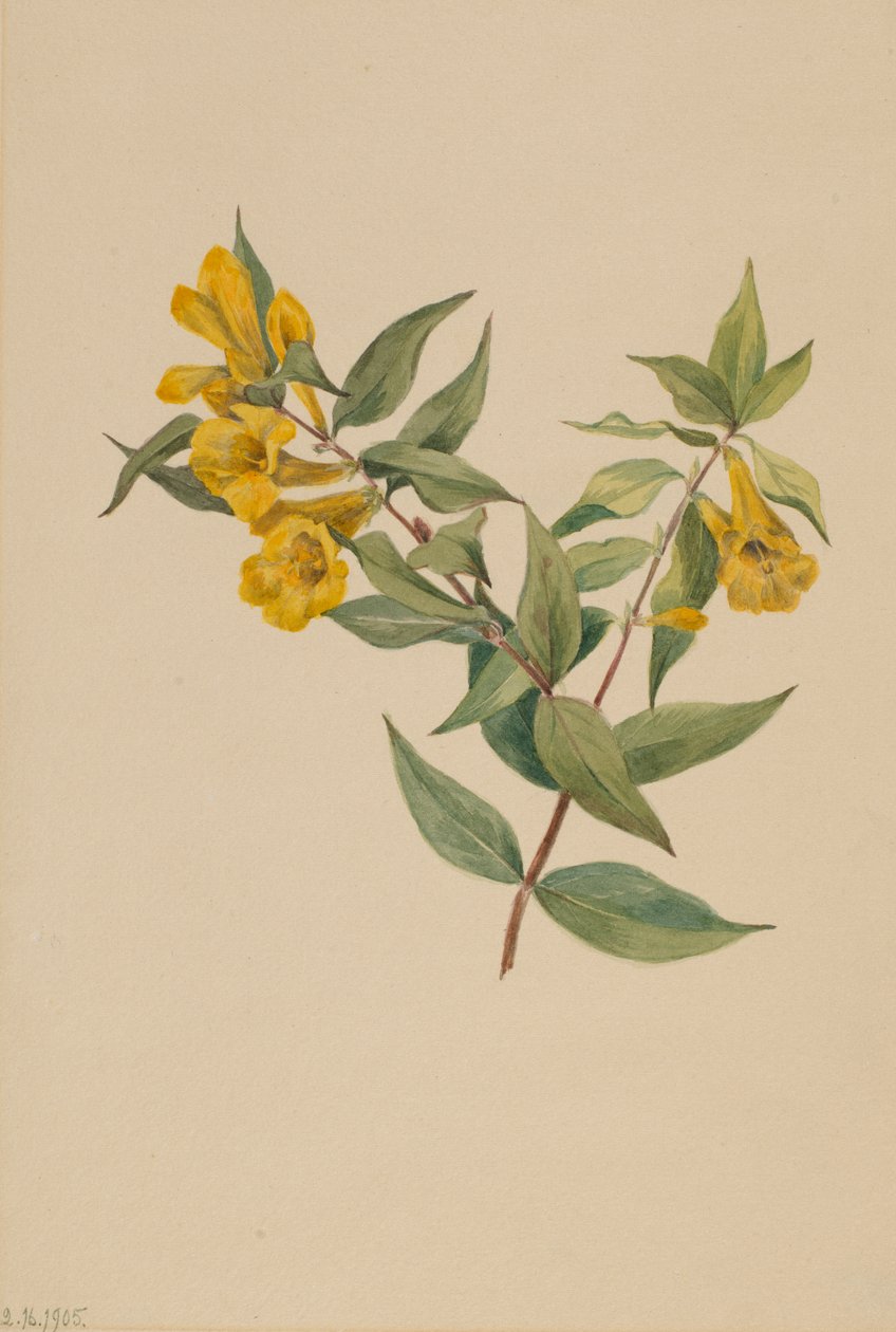 Žlutá Jessamine Gelsemium sempervirens, 1905. od Mary Vaux Walcott