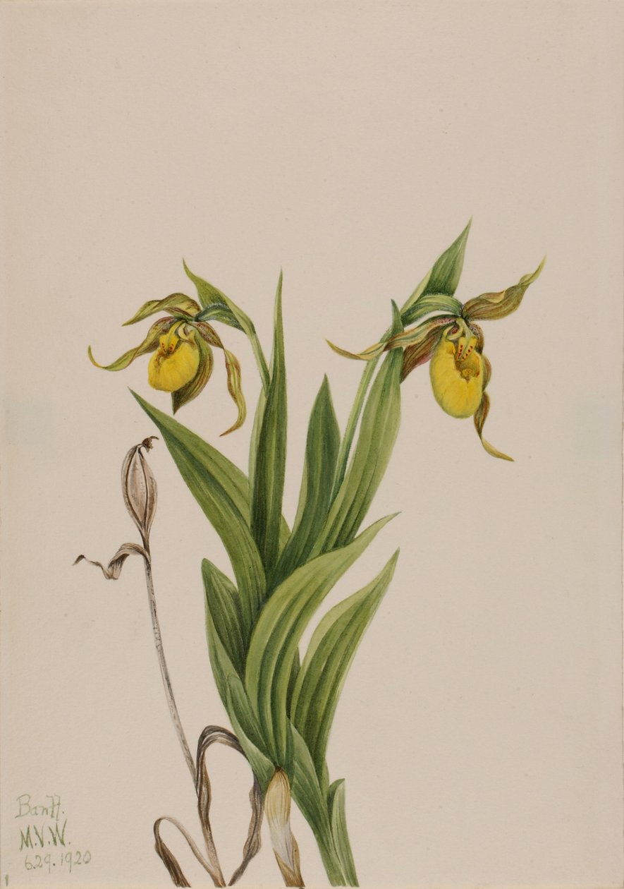 Střevíčník žlutý (Cypripedium parviflorum) od Mary Vaux Walcott