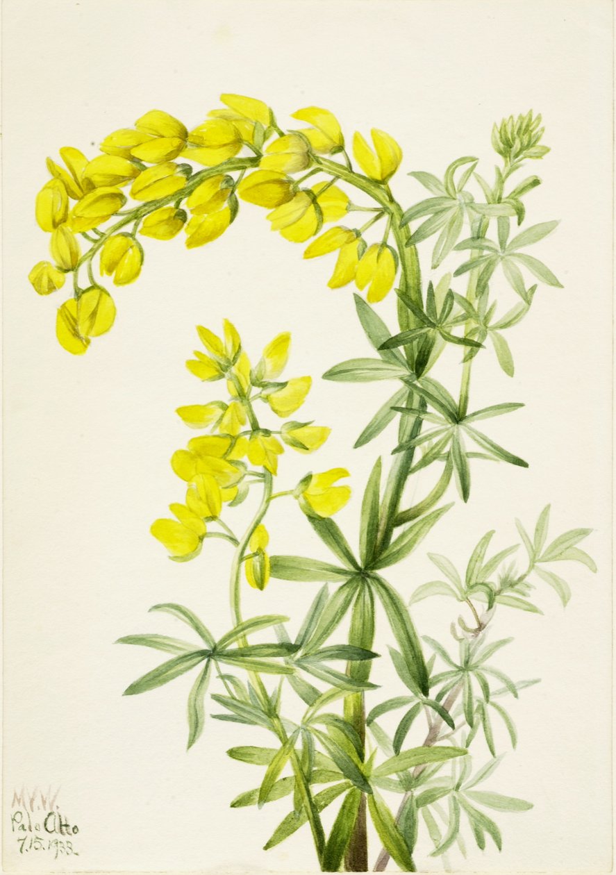 Lupina žlutá (Lupinis arboreus) od Mary Vaux Walcott