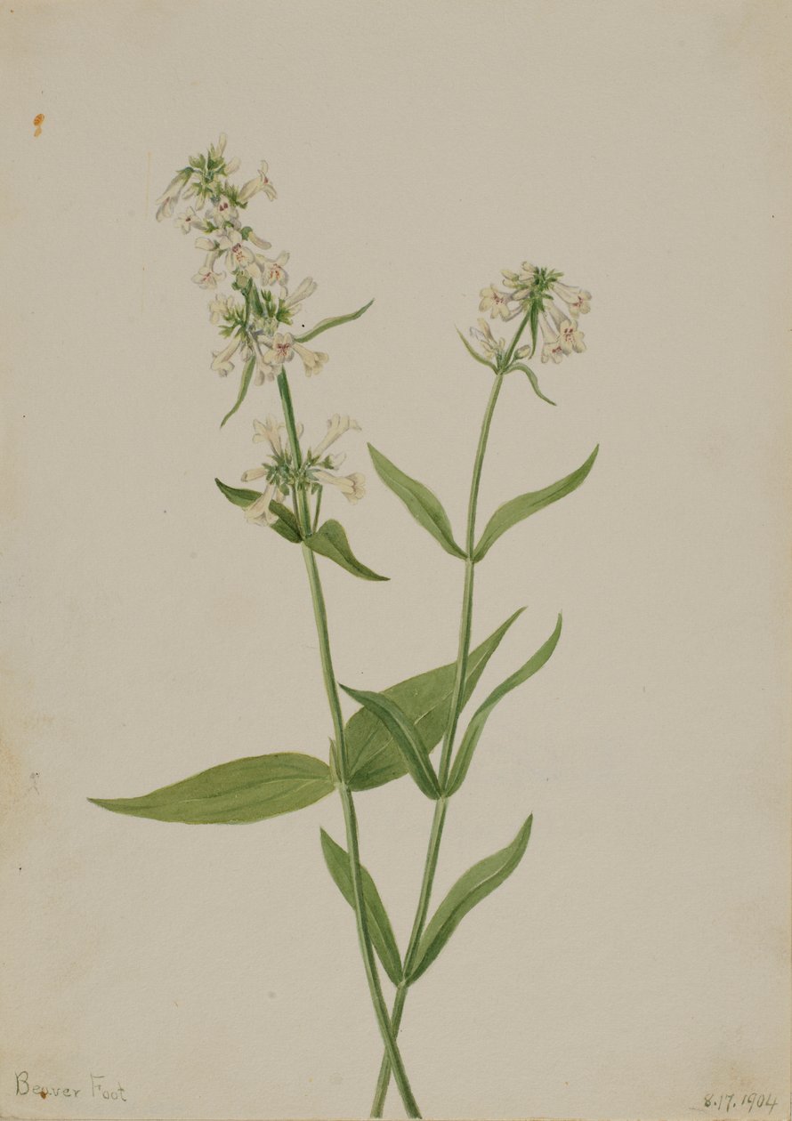 Pěnišník žlutý (Pentstemon confertus) od Mary Vaux Walcott